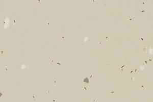 Линолеум Forbo Sphera Energetic 51221 vivid linen фото  | FLOORDEALER